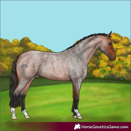 Horse Color:Bay Roan 