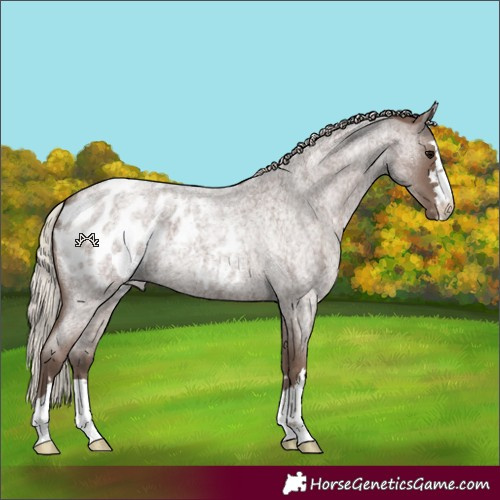 Horse Color:Silver Blue Roan Blanket 
