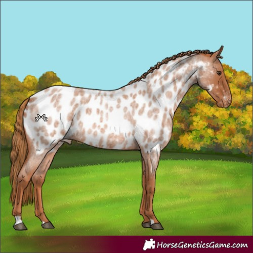 Horse Color:Red Roan Near Leopard