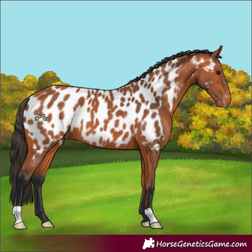 Horse Color:Bay Near Leopard 