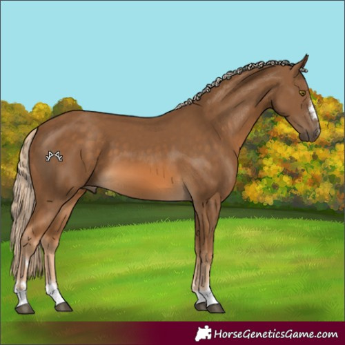 Horse Color:Chocolate Palomino