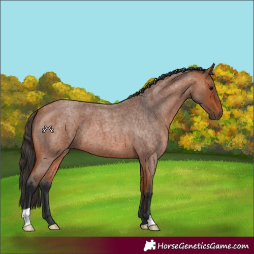 Horse Color:Bay Roan