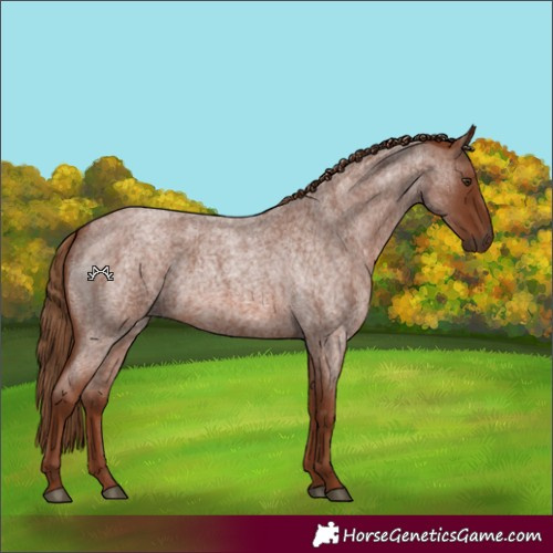 Horse Color:Red Roan