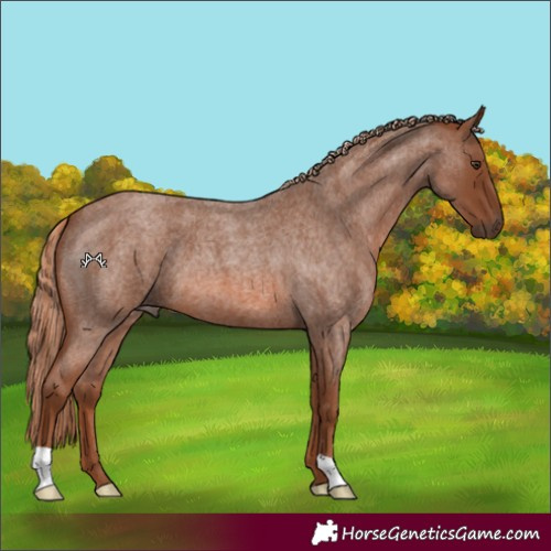 Horse Color:Red Roan
