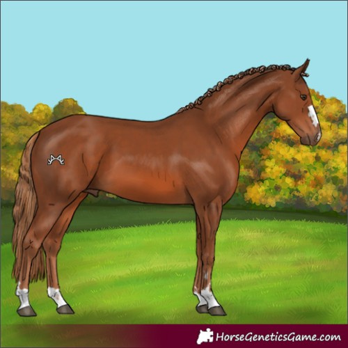 Horse Color:Chestnut 
