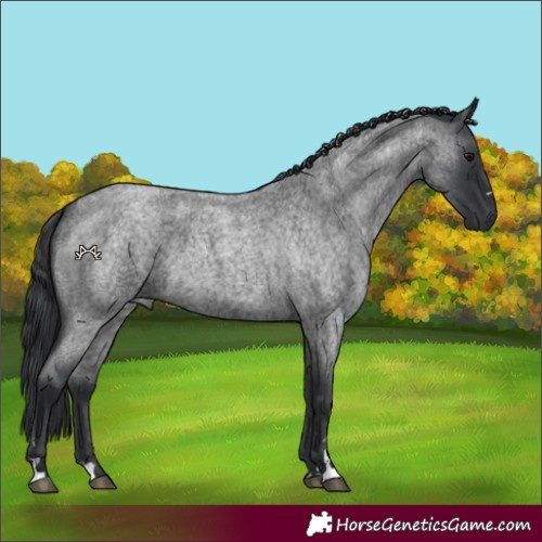 Horse Color:Blue Roan 