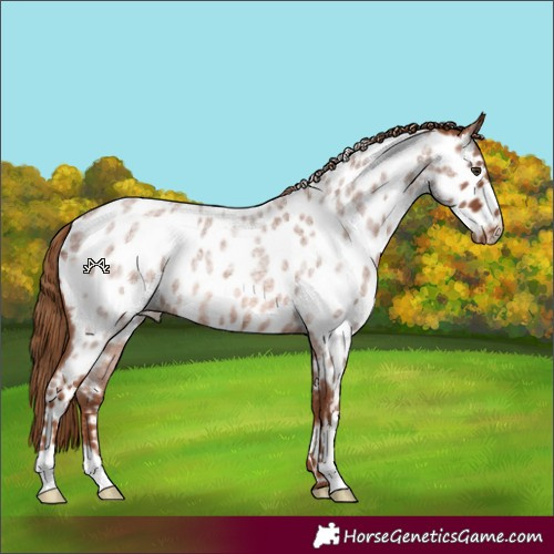 Horse Color:Red Roan Near Leopard 