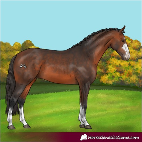 Horse Color:Bay 