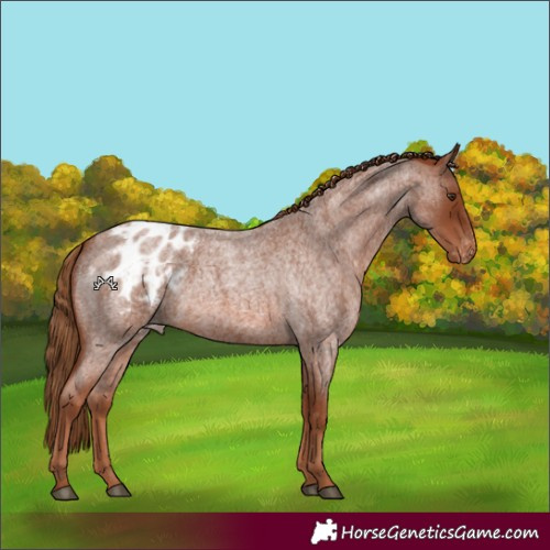 Horse Color:Red Roan Blanket 