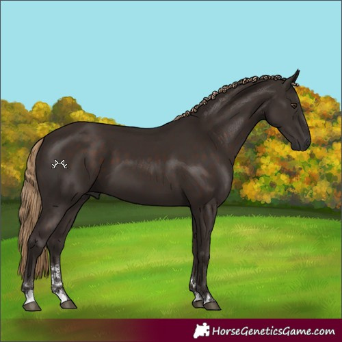 Horse Color:Liver Chestnut 