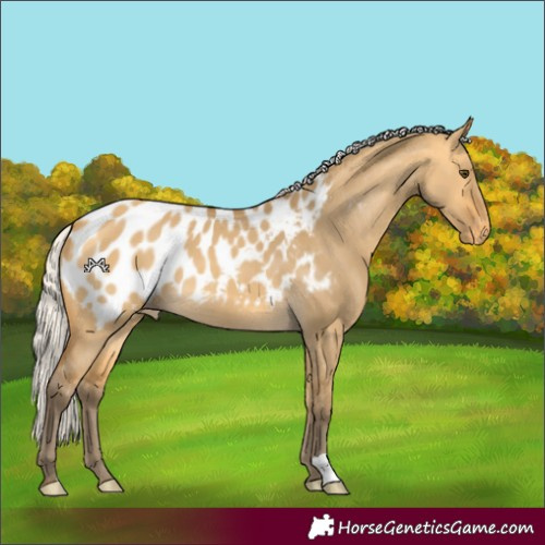Horse Color:Silver Buckskin Dun Blanket 