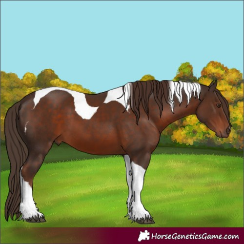 Horse Color:Liver Chestnut Tobiano 