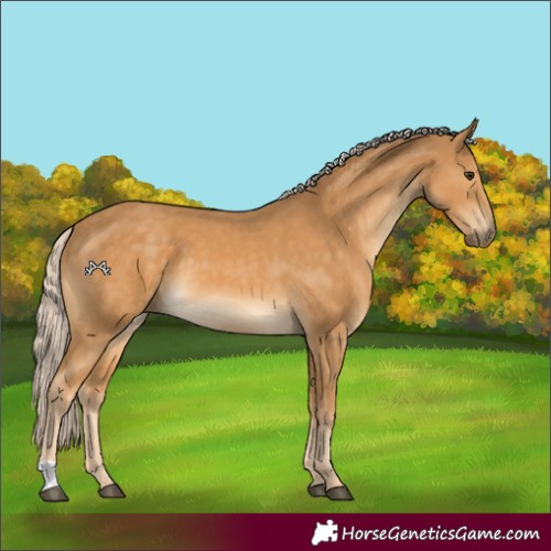 Horse Color:Palomino 