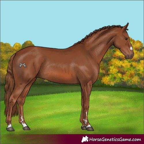 Horse Color:Chestnut Rabicano 