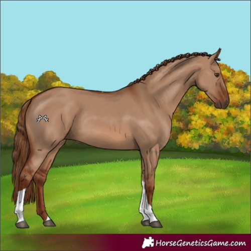 Horse Color:Red Dun Tobiano Rabicano