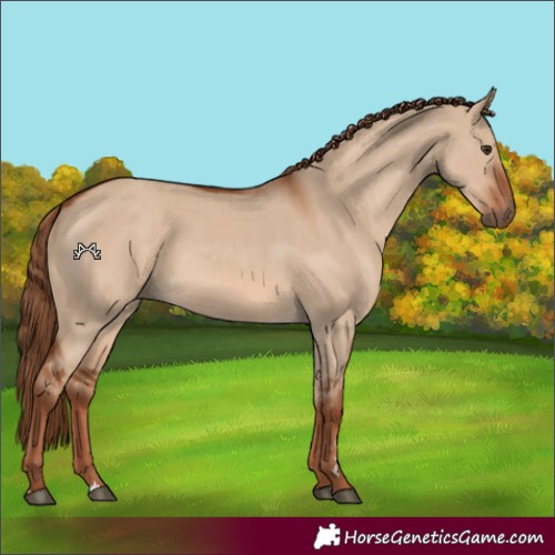 Horse Color:Red Dun Rabicano 