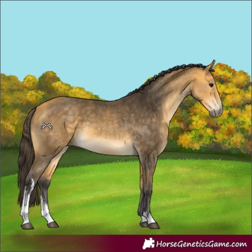 Horse Color:White Spotted Buckskin 
