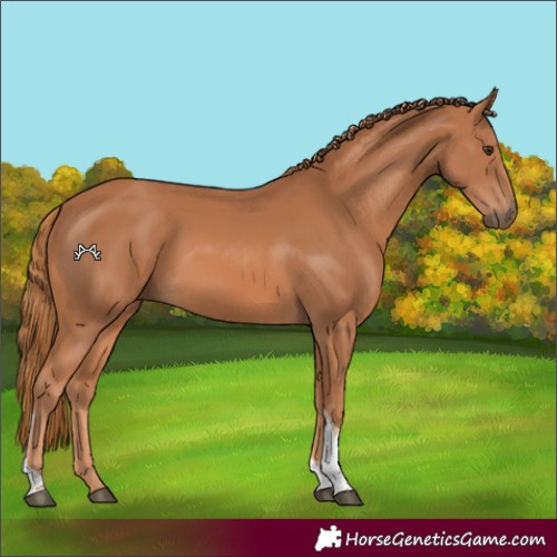 Horse Color:Chestnut Tobiano Rabicano