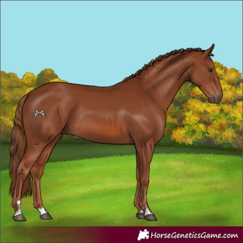 Horse Color:Chestnut Rabicano 