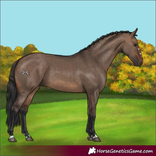 Horse Color:Brown Dun