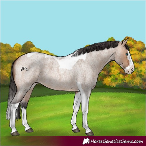 Horse Color:Bay Roan Dun Splash Tobiano Rabicano 