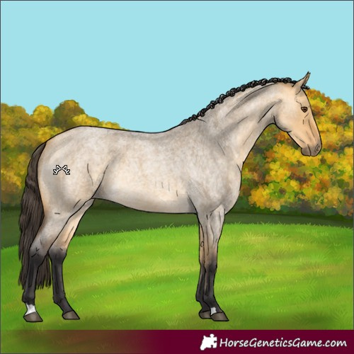 Horse Color:Buckskin Roan Dun