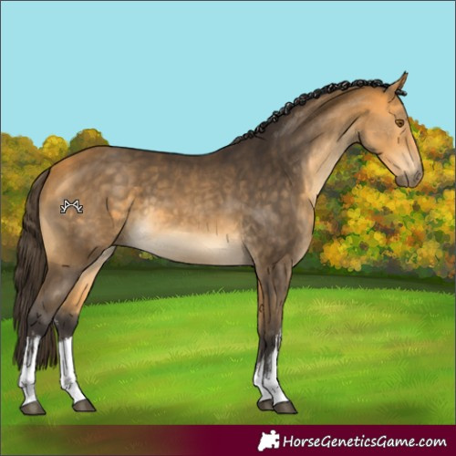 Horse Color:White Spotted Buckskin