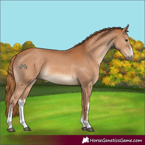 Horse Color:White Spotted Chestnut