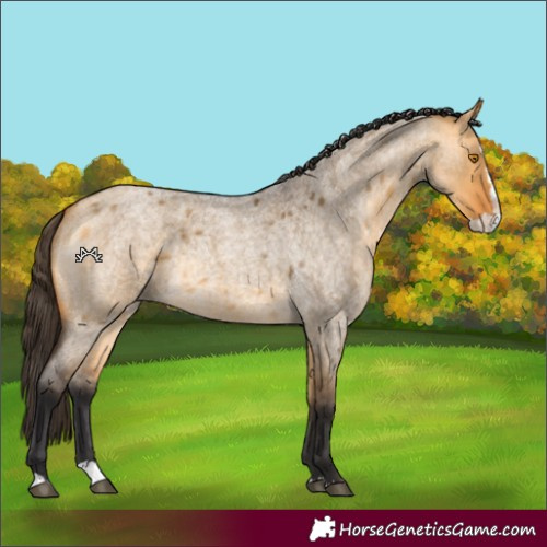 Horse Color:Buckskin Roan Dun Splash