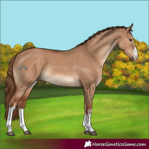 Horse Color:White Spotted Red Dun