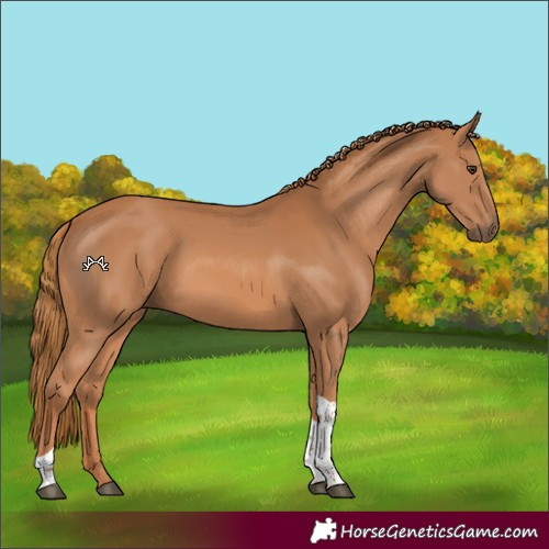 Horse Color:Chestnut Tobiano 
