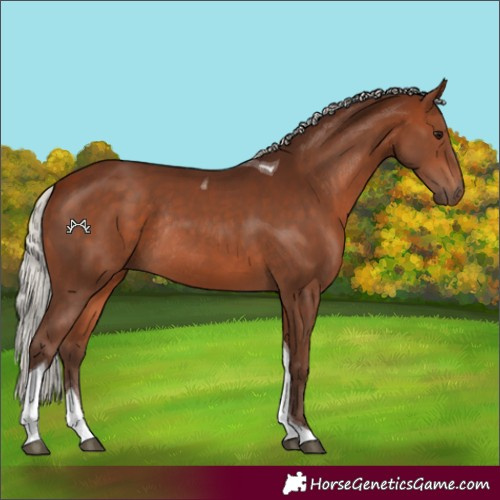 Horse Color:Silver Bay Tobiano Rabicano 