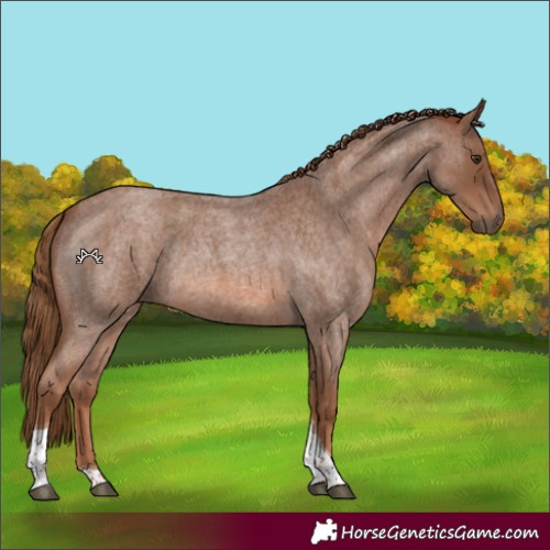Horse Color:Red Roan Tobiano Rabicano 