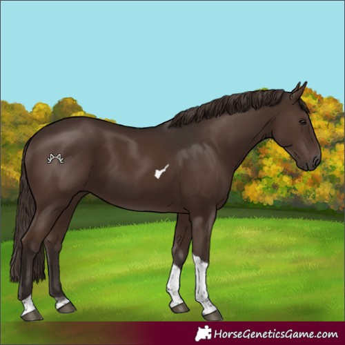 Horse Color:Liver Chestnut Tobiano Rabicano 