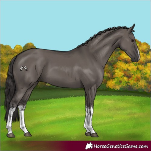 Horse Color:White Spotted Smoky Grullo 