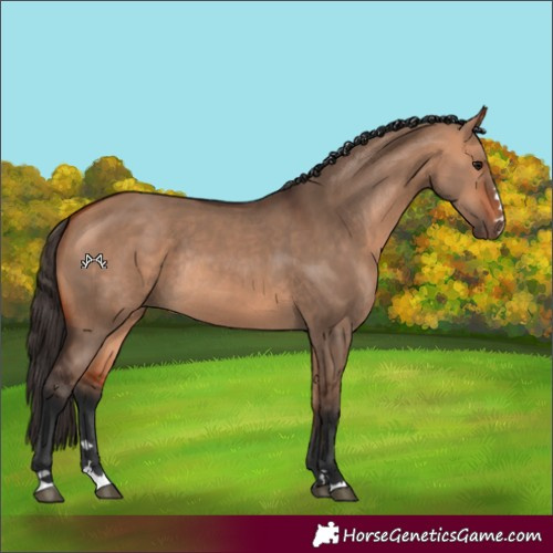 Horse Color:Bay Dun Rabicano 