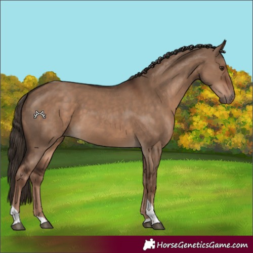 Horse Color:Liver Red Dun Tobiano 