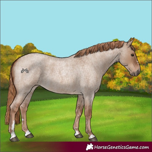 Horse Color:Red Dun Roan