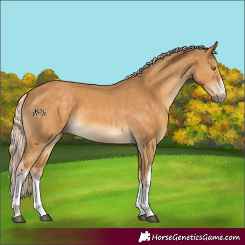 Horse Color:White Spotted Palomino 