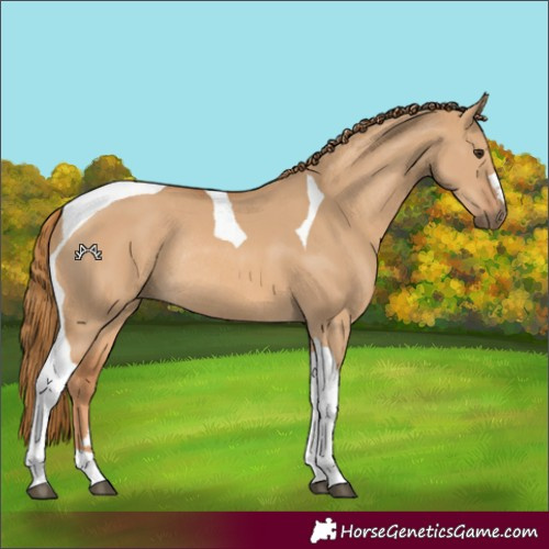 Horse Color:Red Dun Tobiano Rabicano