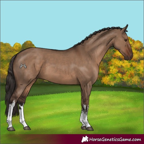 Horse Color:White Spotted Liver Red Dun 