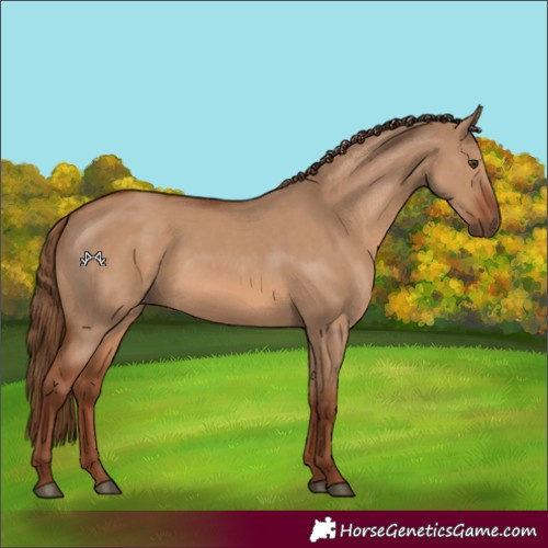 Horse Color:Red Dun 