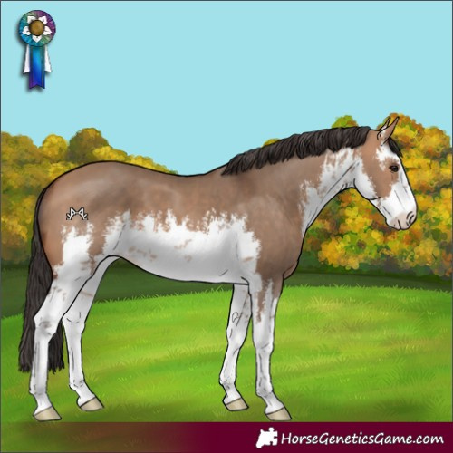 Horse Color:White Spotted Bay Dun 