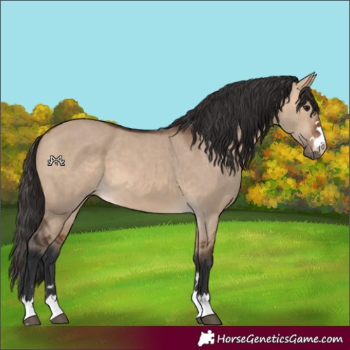 Horse Color:Bay Dun