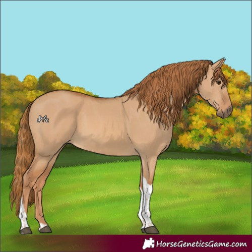 Horse Color:Red Dun Tobiano Rabicano