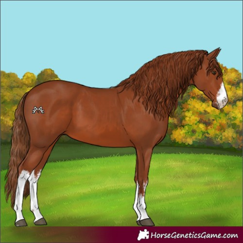 Horse Color:White Spotted Chestnut