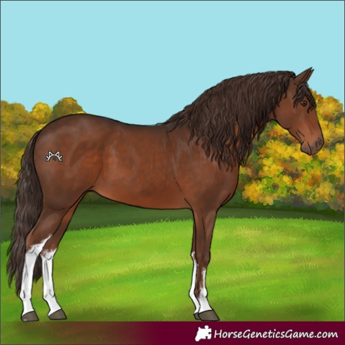 Horse Color:White Spotted Liver Chestnut