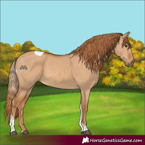 Horse Color:Red Dun Tobiano