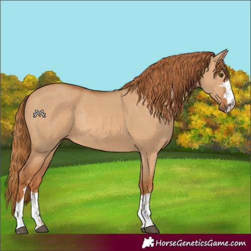 Horse Color:Red Dun Rabicano
