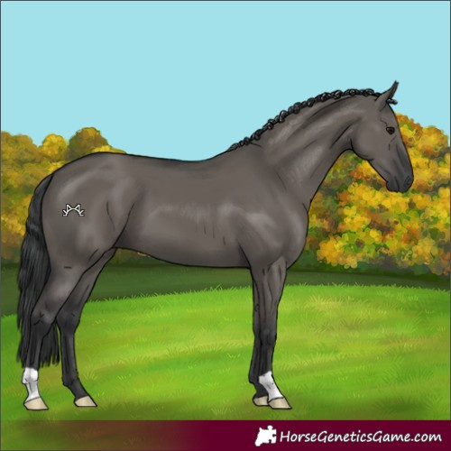 Horse Color:Grullo 
